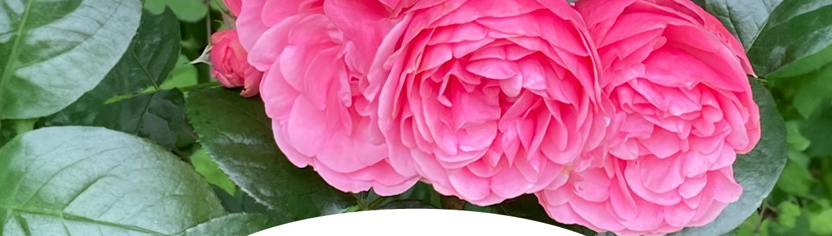 Angerica アンジェリカ占い鑑定サロン 瑠璃(るり)